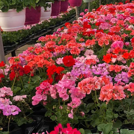 Aparthotel Burak Apart Turunc