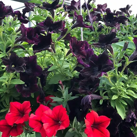 Burak Apart Turunc * مرمريس