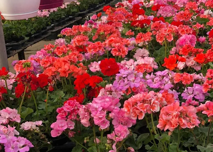 Lägenhetshotell Burak Apart Turunc